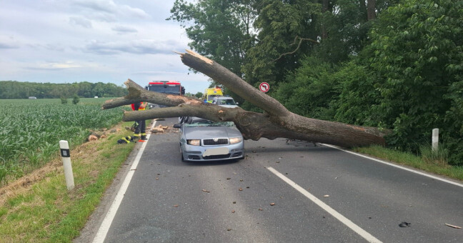AKTUÁLNĚ: Vzrostlý strom spadl u Štěpánova na projíždějící auto. Provoz zastaven v obou směrech
