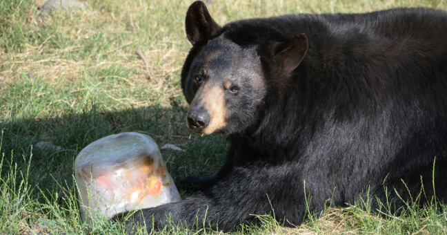 Ledové koule nebo bazény. ZOO Olomouc dopřává v horkých dnech zvířatům speciální péči