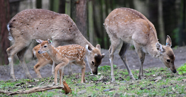 zdroj: Zoo Olomouc