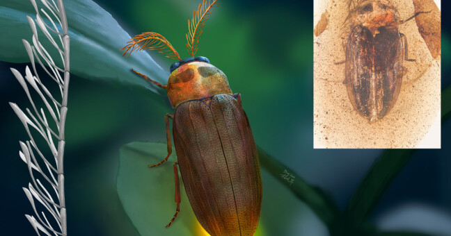 zdroj:  Li et al. (Proc R Soc B)