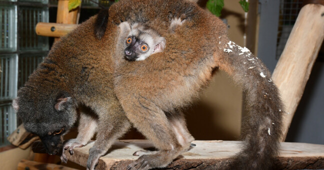 Zdroj: ZOO Olomouc