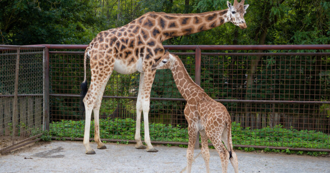 zdroj: Zoo Olomouc