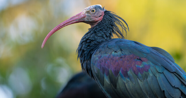 zdroj: Zoo Olomouc