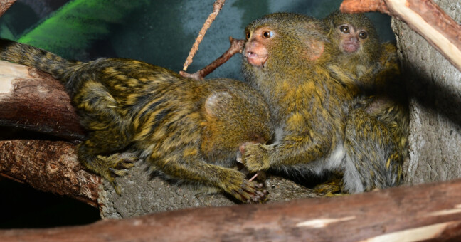 Zdroj: ZOO Olomouc