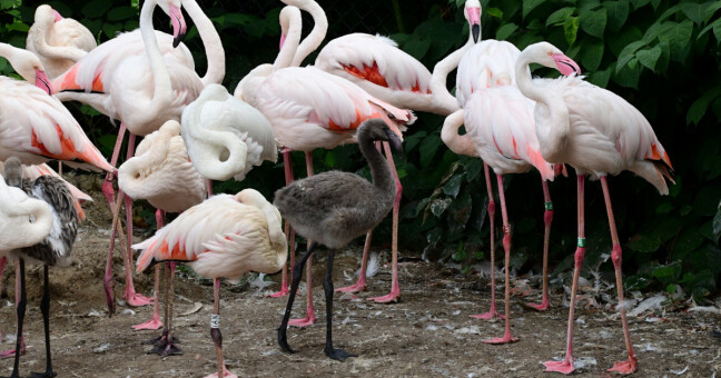 zdroj: ZOO Olomouc