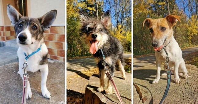 Zdroj: Russell Rescue 