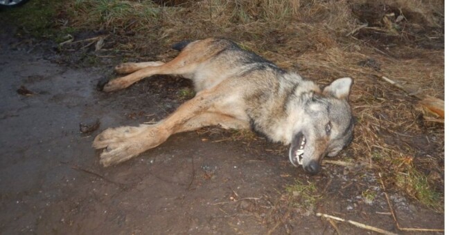 Foto: Vladislav Holec 