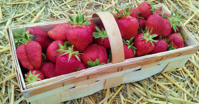 Zdroj: Jahodárna Slavonín