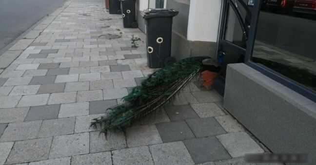 Zdroj: Městská policie Olomouc 