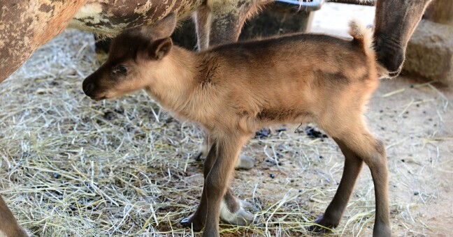 Zdroj: Zoo Olomouc