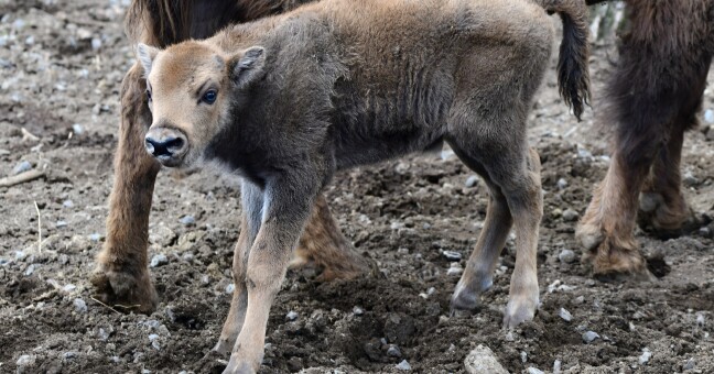 Foto: Zoo Olomouc