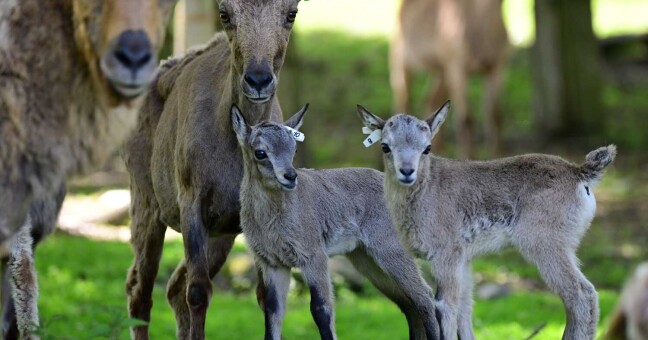 Foto: Zoo Olomouc