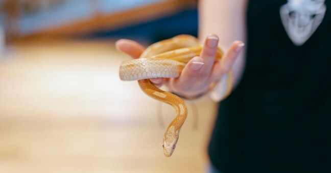 Zdroj: Pevnost poznání 