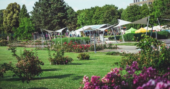 Zdroj: Flora Olomouc 