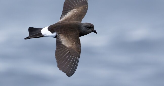 Zdroj: J.J. Harrison