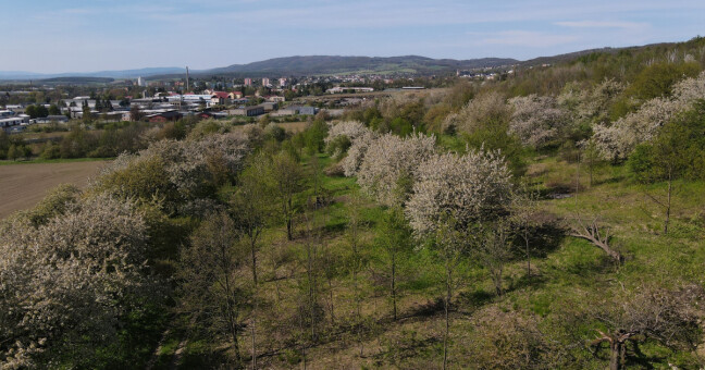 zdroj: Třešňový sad Šternberk