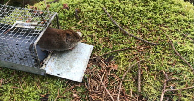 Norník rudý, zdroj: CHKO Jeseníky