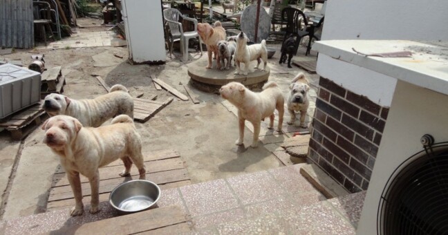 Ilustrační fotografie:  Státní veterinární správa 