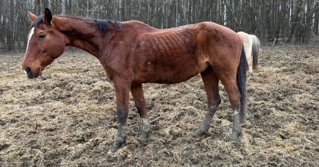 Zdroj: Kristýna Nováková