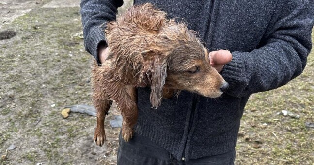 Zdroj: Státní veterinární správa 