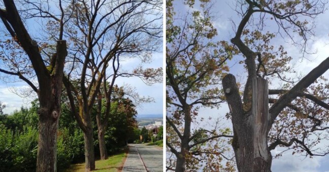 Zdroj: Město Šternberk