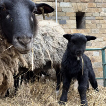 Aktuální foto převzatých ovcí, zdroj: Zahrada Mezi poli