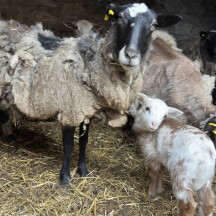 Aktuální foto převzatých ovcí, zdroj: Zahrada Mezi poli