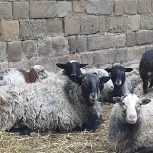 Aktuální foto převzatých ovcí, zdroj: Zahrada Mezi poli