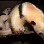 Zdroj: Zoo Olomouc