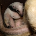 Zdroj: Zoo Olomouc