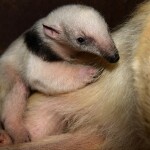 Zdroj: Zoo Olomouc