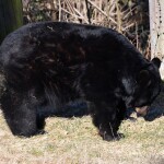 Zdroj: Zoo Olomouc