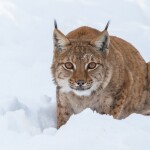 Zdroj: Zoo Olomouc