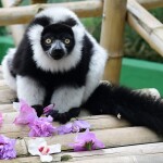Zdroj: Zoo Olomouc