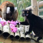 Zdroj: Zoo Olomouc