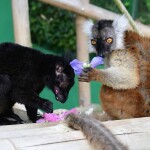Zdroj: Zoo Olomouc