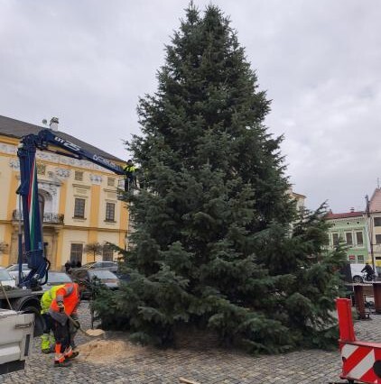 Litovelský strom na náměstí Přemysla Otakara
