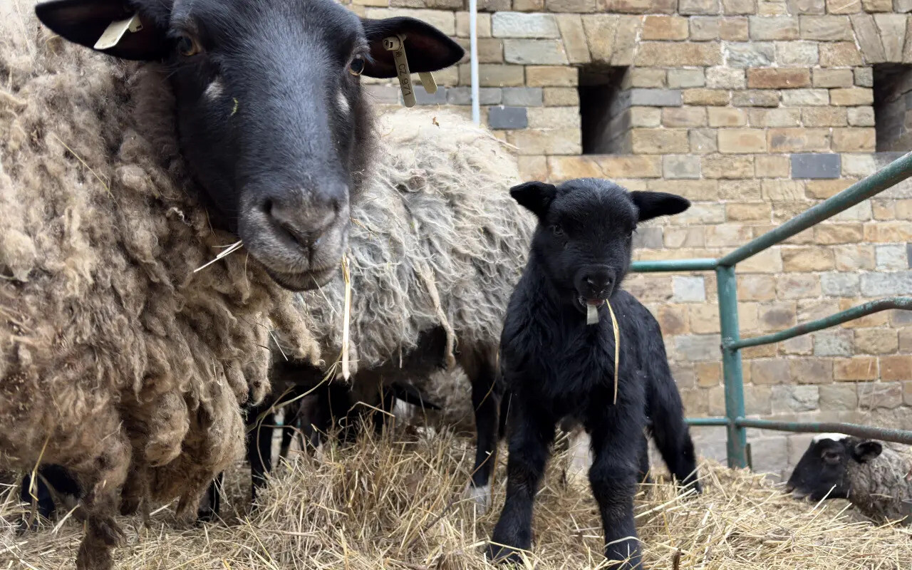 Aktuální foto převzatých ovcí, zdroj: Zahrada Mezi poli