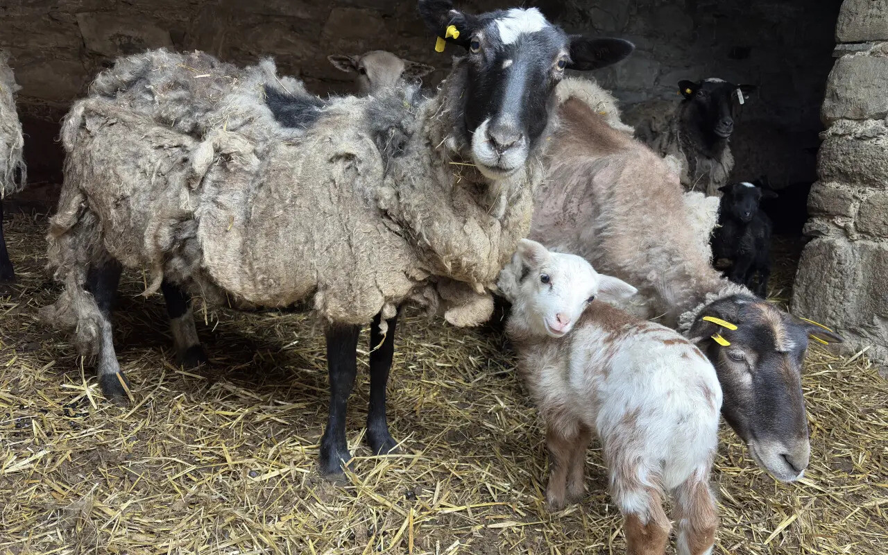 Aktuální foto převzatých ovcí, zdroj: Zahrada Mezi poli