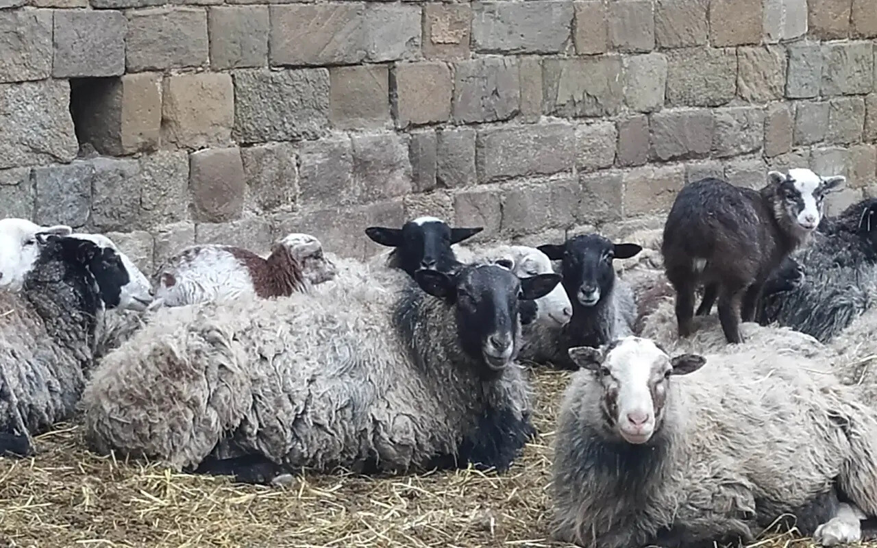 Aktuální foto převzatých ovcí, zdroj: Zahrada Mezi poli
