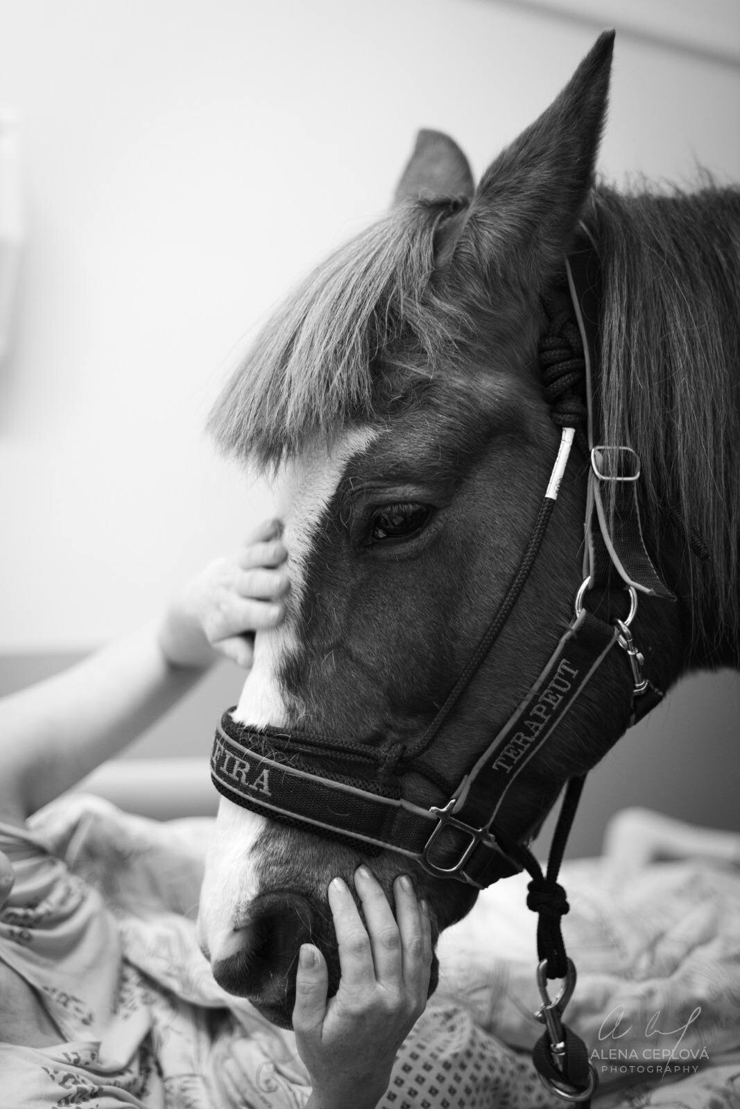 zdroj: Fakultní nemocnice Olomouc