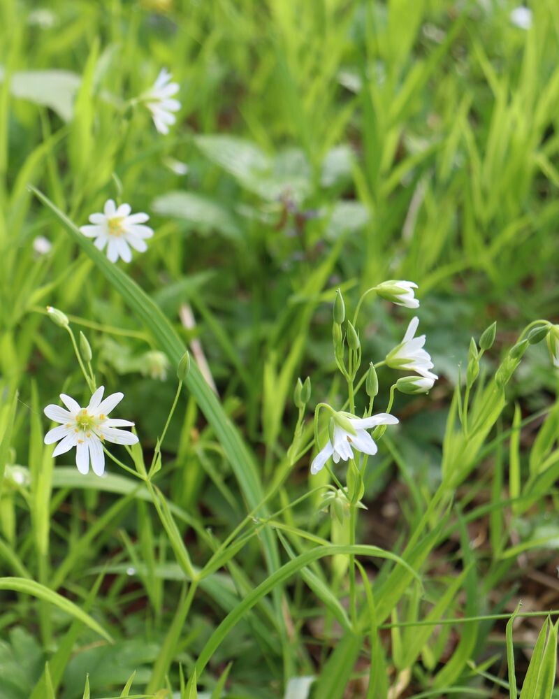 zdroj: Litovelské Pomoraví