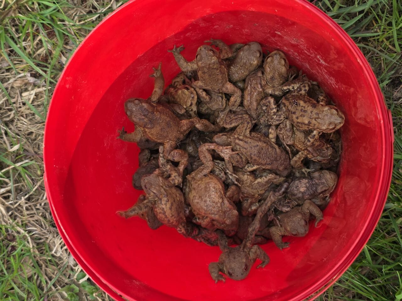 zdroj: Spolek O chlup, z. s.