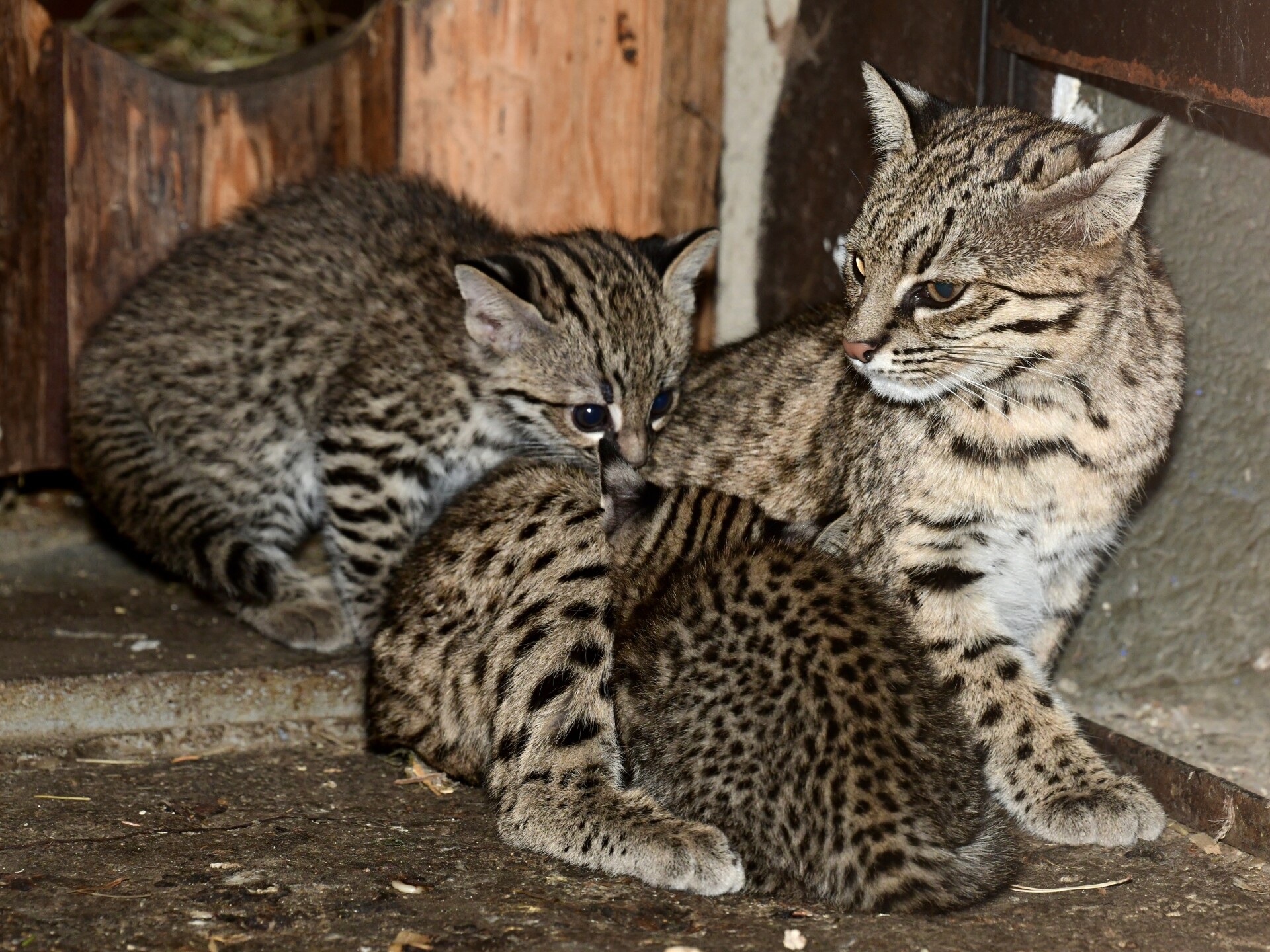 zdroj: Zoo Olomouc