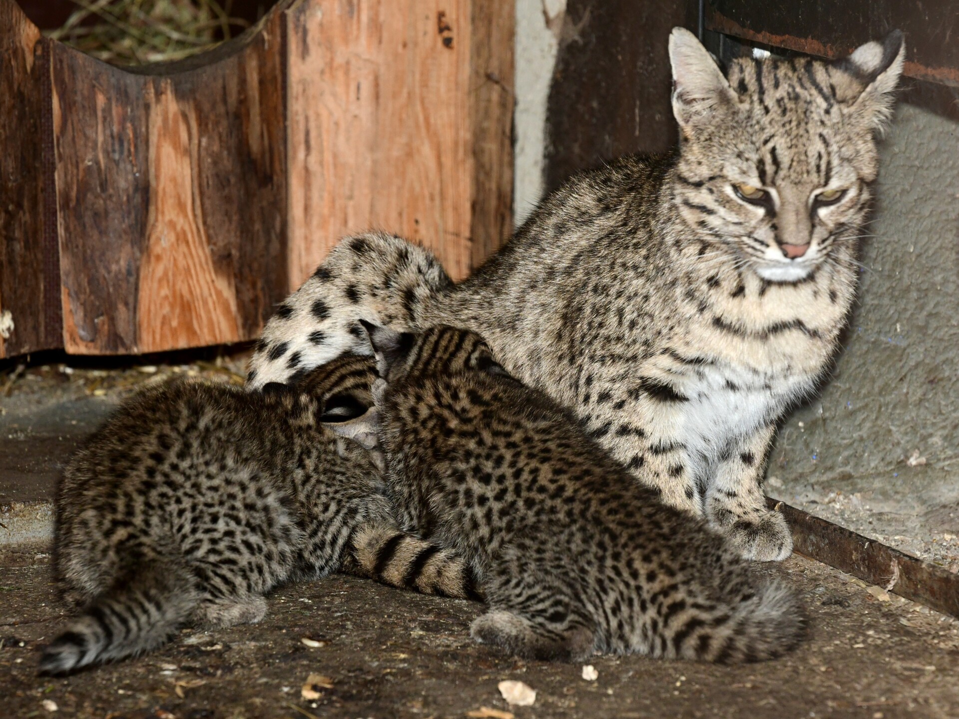 zdroj: Zoo Olomouc