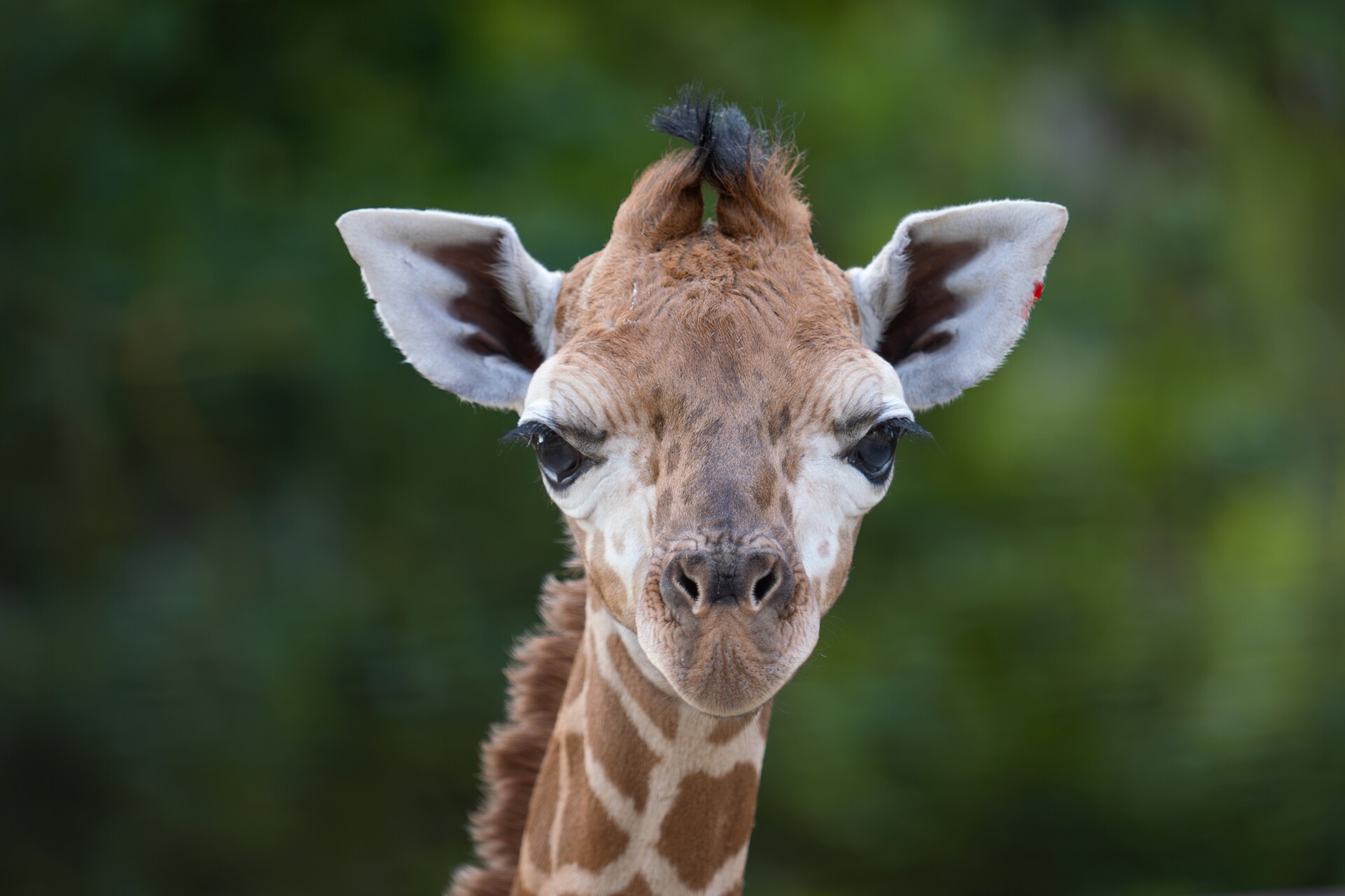 zdroj: ZOO Olomouc