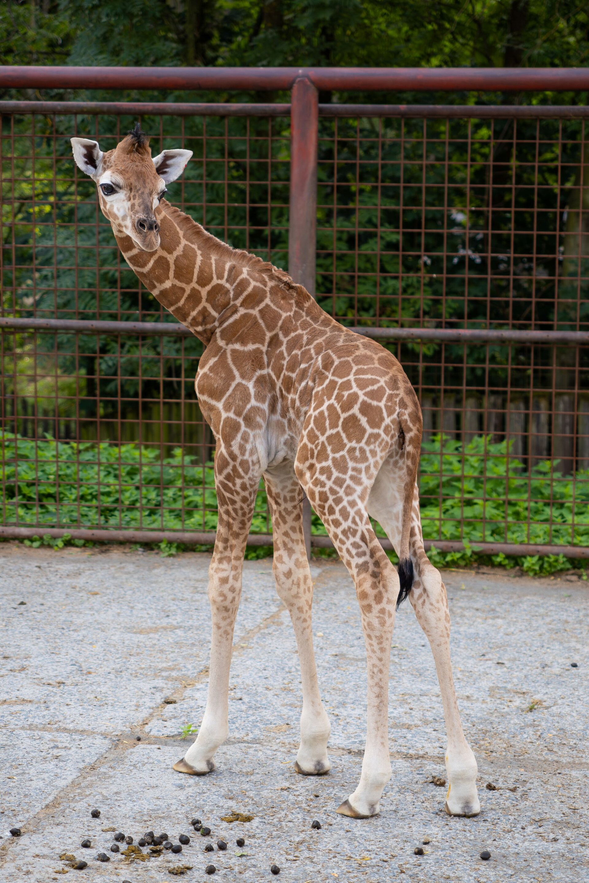 zdroj: ZOO Olomouc