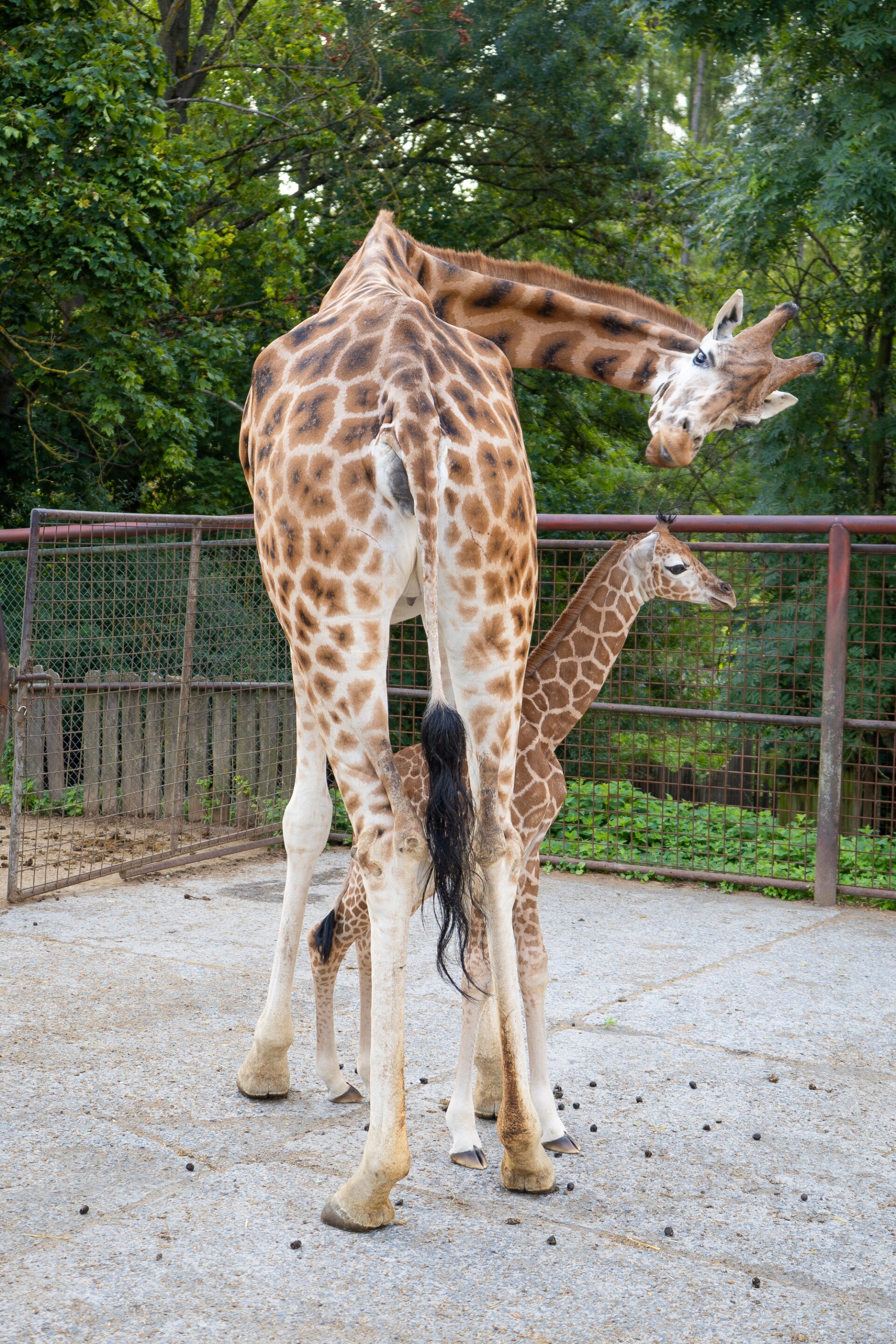 zdroj: ZOO Olomouc