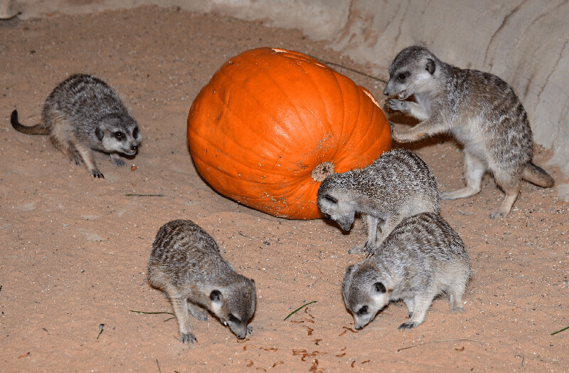 zdroj: Zoo Olomouc
