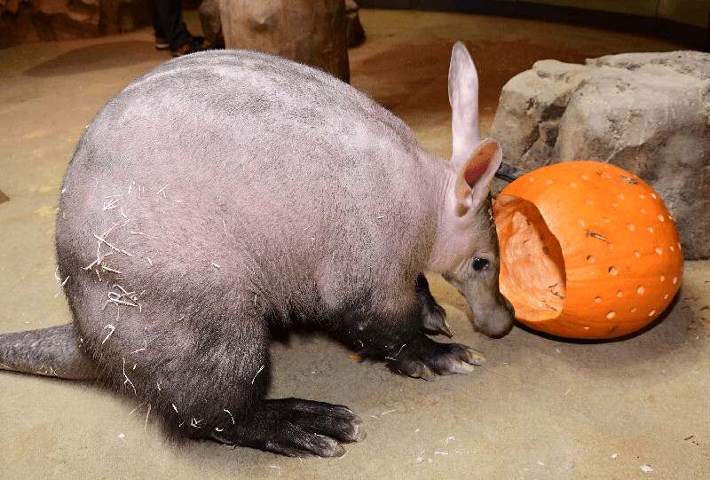 zdroj: Zoo Olomouc